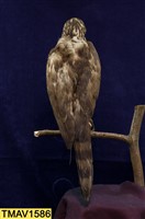 鳳頭蒼鷹藏品圖，第8張